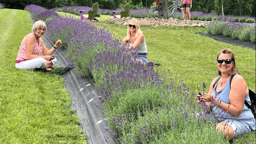 Photo of Lavender  at Indigo Lavender Farms Imlay City, Michigan