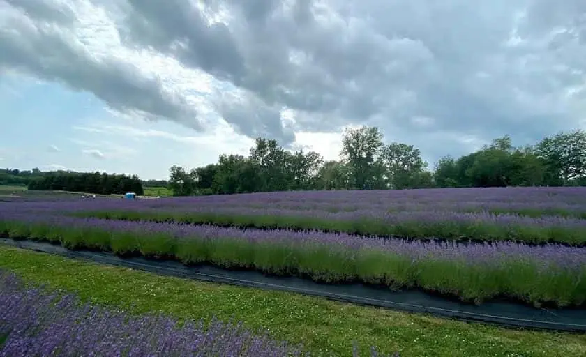 Photo of Lavender  at Indigo Lavender Farms Imlay City, Michigan - 2