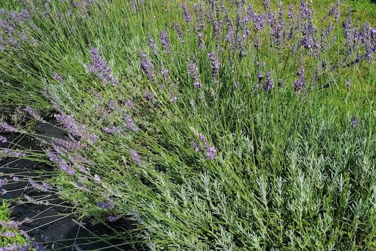 Photo of Lavender  at Indigo Lavender Farms Imlay City, Michigan - 3