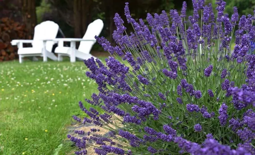 Photo of Lavender  at Kharis Lavender Fields Gaithersburg, Maryland