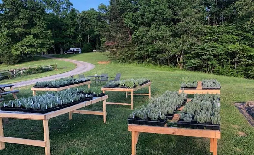 Photo of Lavender  at Lavender Fields at Tantivy Farm Fairfield, Virginia