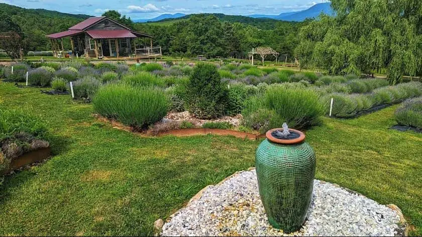 Photo of Lavender at Lavender Fields at Tantivy Farm Fairfield, Virginia - 3