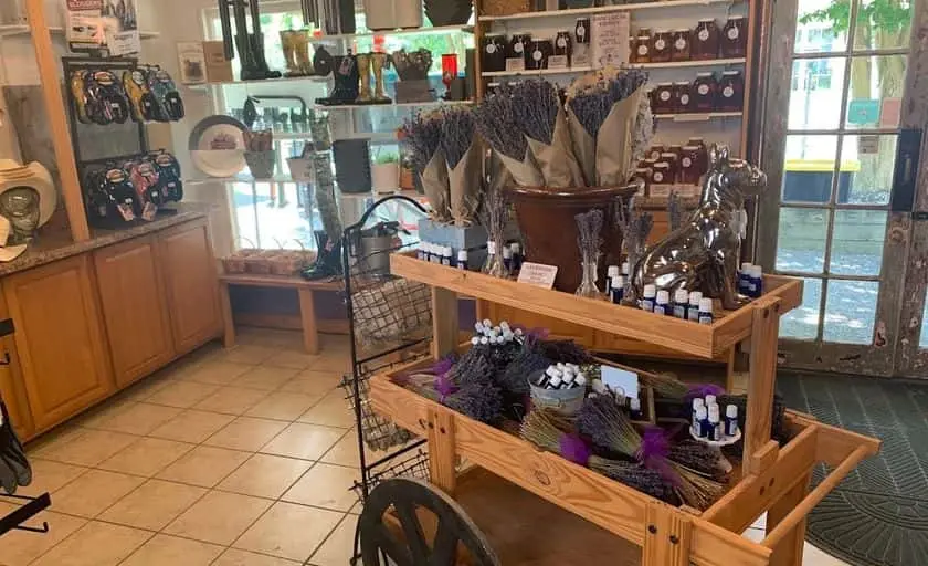 Photo of Lavender  at Lavender Fields Herb Farm Glen Allen, Virginia - 3