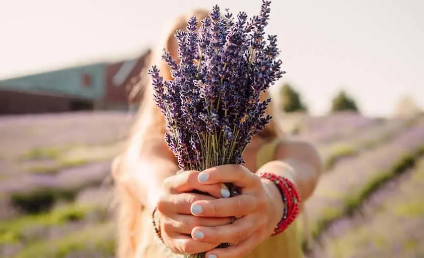 Photo of Lavender  at Lavender Hill Farm Boyne City, Michigan