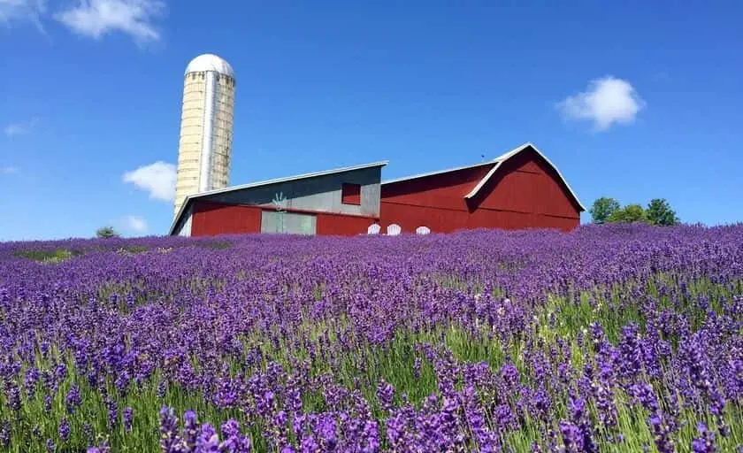 representative photo for Lavender  Farms in Boyne City, Michigan