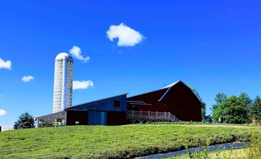 Photo of Lavender at Lavender Hill Farm Boyne City, Michigan - 3