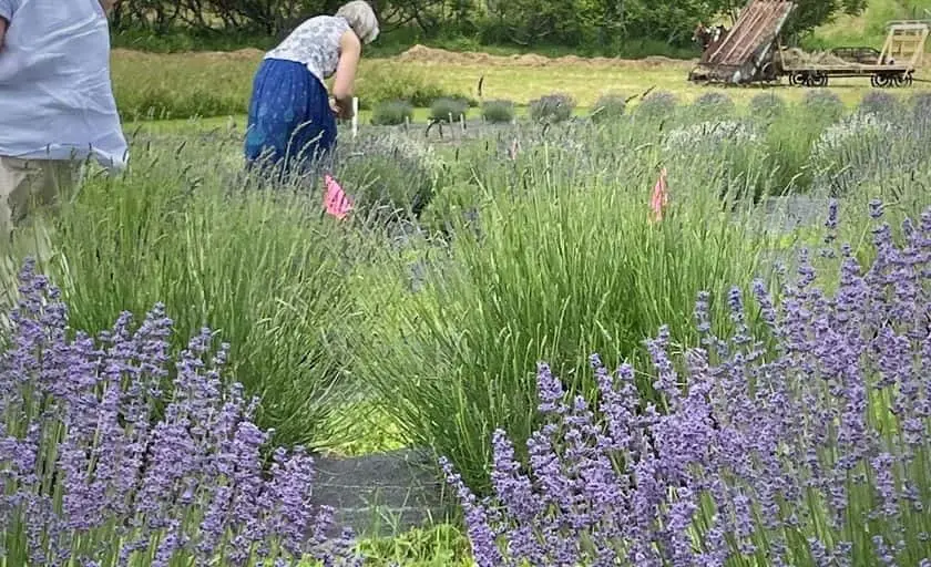 Photo of Lavender  at Lavender Manor Farms Cobleskill, New york