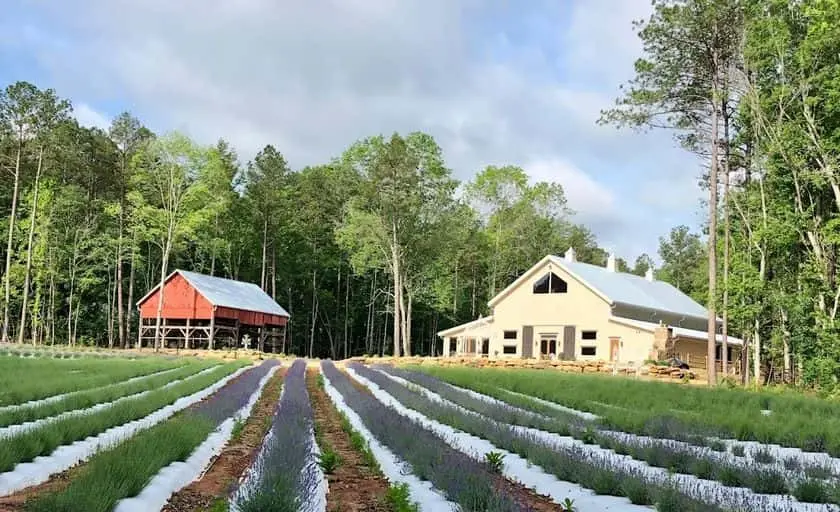 Photo of Lavender  at Lavender Oaks Farm Chapel Hill, North carolina