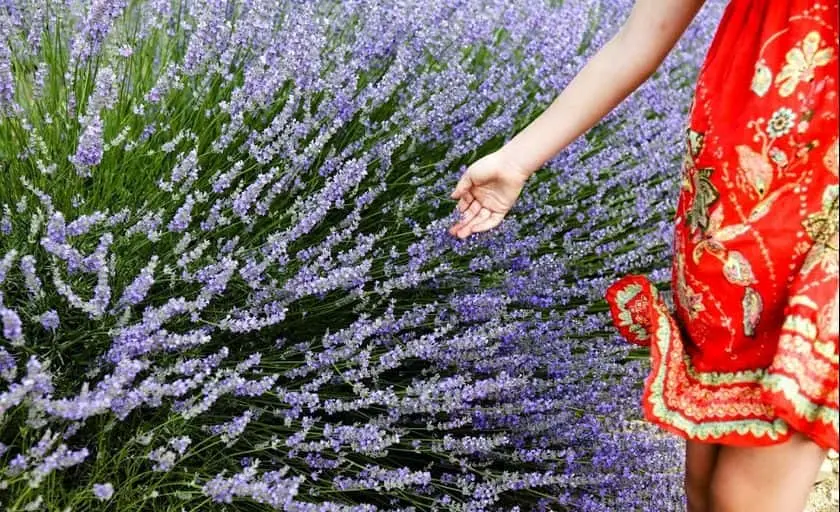 Photo of Lavender  at Lavender Pond Farm Killingworth, Connecticut