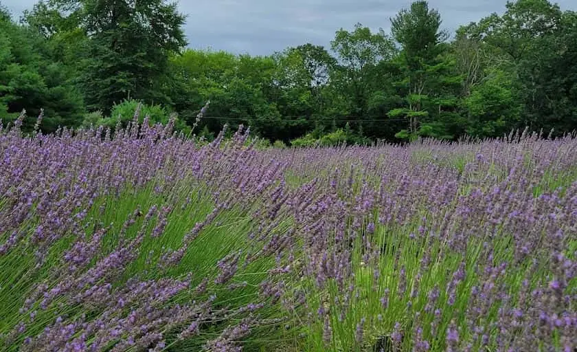 representative photo for Lavender  Farms in Killingworth, Connecticut