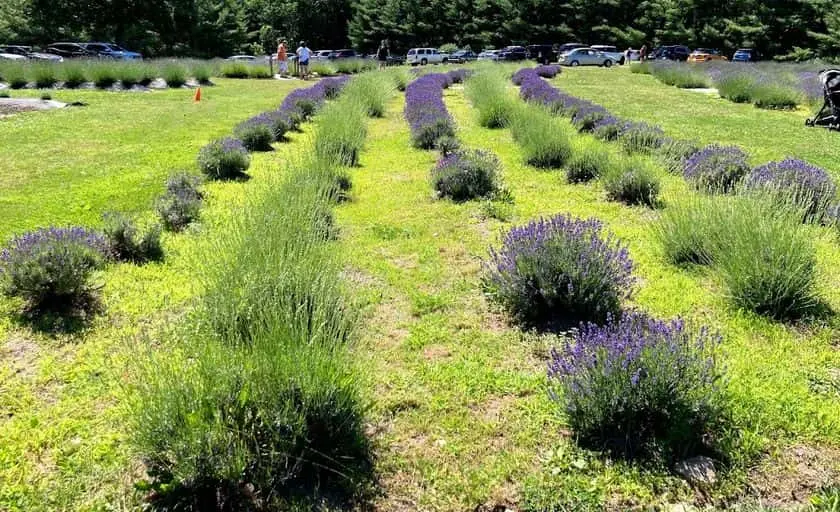 Photo of Lavender at Lavender Pond Farm Killingworth, Connecticut - 3
