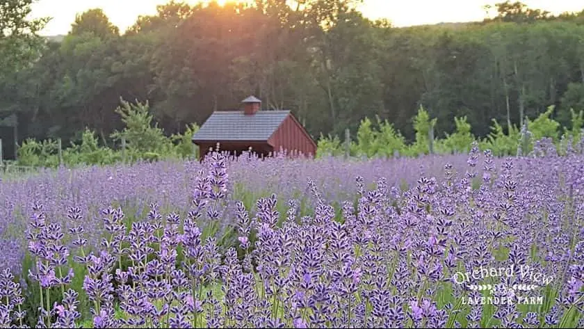 Photo of Lavender  at Orchard View Lavender Farm Port Murray, New jersey