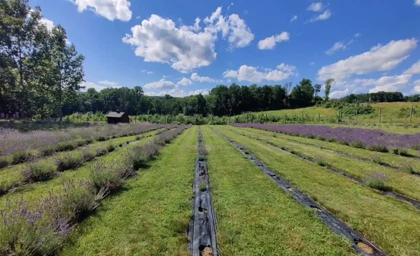 Photo of Lavender  at Orchard View Lavender Farm Port Murray, New jersey - 2