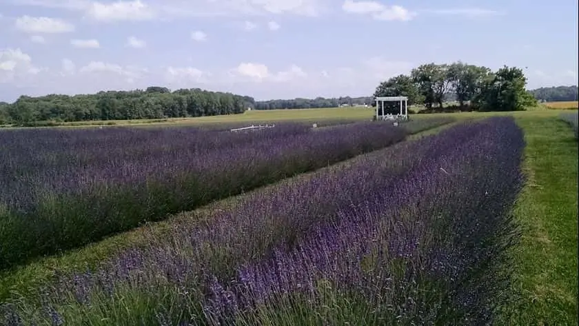 Photo of Lavender  at Purple Rain Lavender Farm Churchville, Maryland