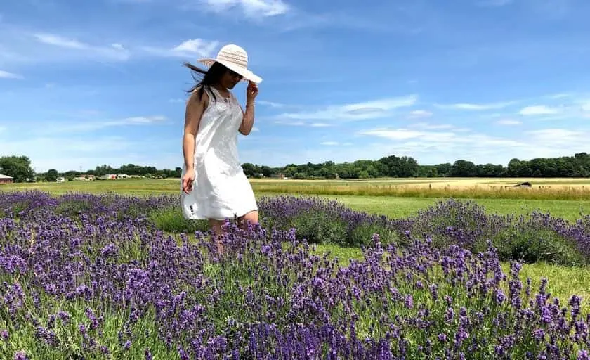 representative photo for Lavender  Farms in Churchville, Maryland