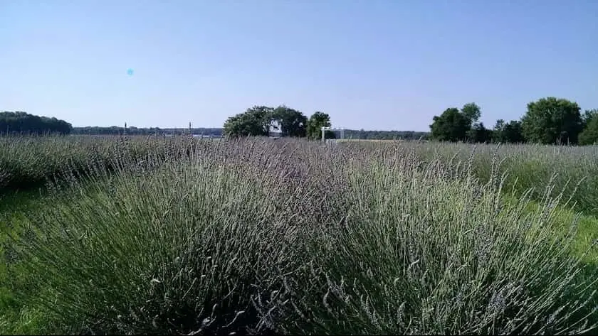 Photo of Lavender at Purple Rain Lavender Farm Churchville, Maryland - 3