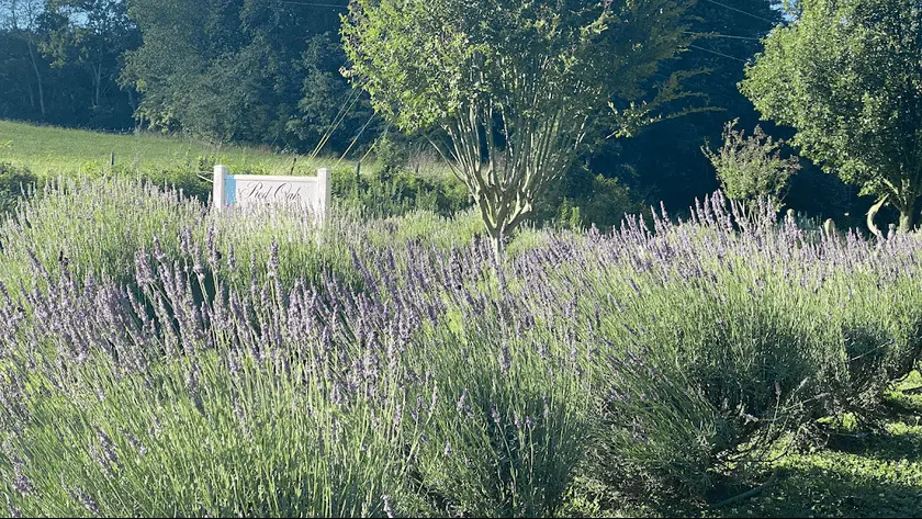 Photo of Lavender  at Red Oak Lavender Farm and Shop Dahlonega, Georgia - 2