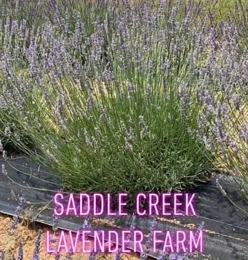 Photo of Lavender  at Saddle Creek Lavender Farm Alpharetta, Georgia