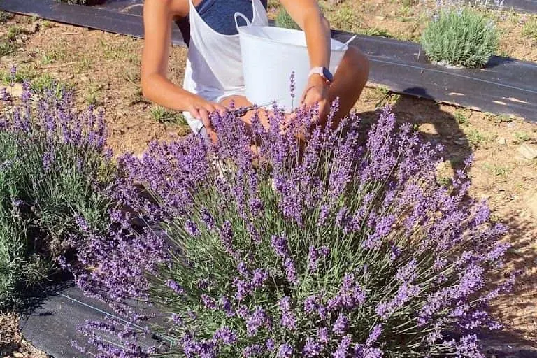 Photo of Lavender  at Saddle Creek Lavender Farm Alpharetta, Georgia - 2