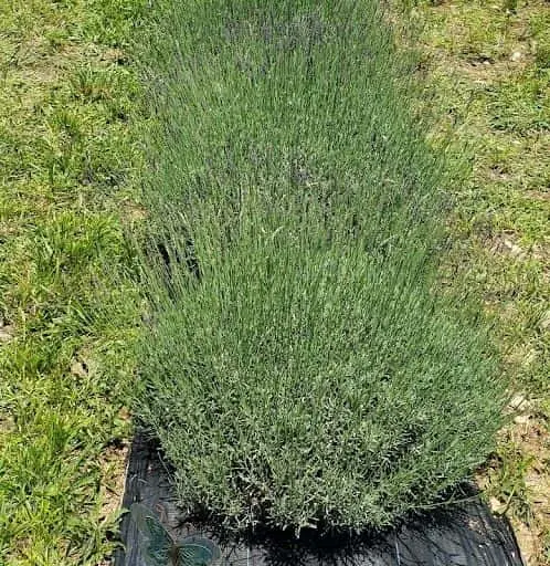 Photo of Lavender  at Saddle Creek Lavender Farm Alpharetta, Georgia - 3