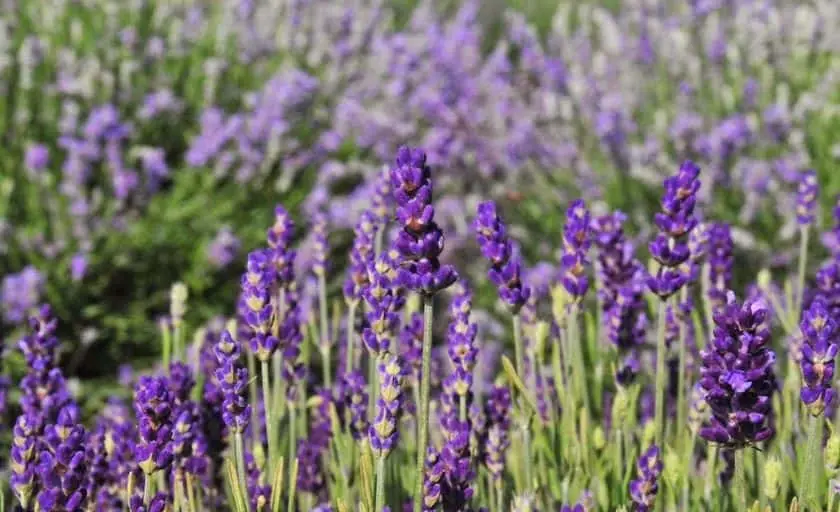 Photo of Lavender  at Seven Oaks Lavender Farm Catlett, Virginia