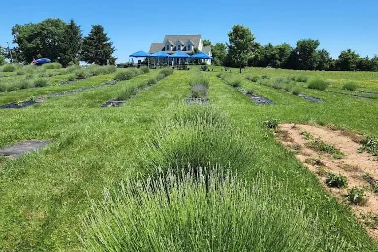 Photo of Lavender  at Seven Oaks Lavender Farm Catlett, Virginia - 2