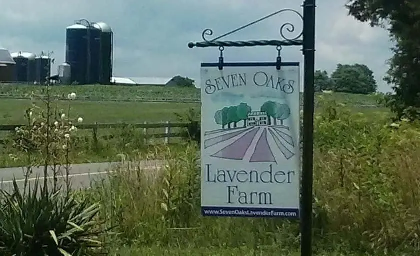 Photo of Lavender  at Seven Oaks Lavender Farm Catlett, Virginia - 3