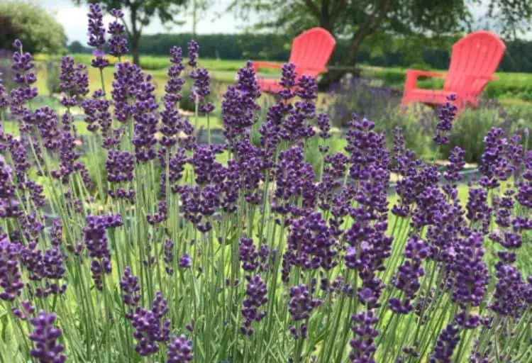 Photo of Lavender  at Smokey Cat Lavender Farm Federalsburg, Maryland