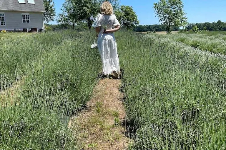 Photo of Lavender  at Smokey Cat Lavender Farm Federalsburg, Maryland - 2