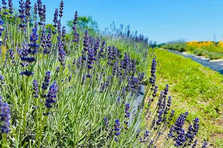 Photo of Lavender  at Smokey Cat Lavender Farm Federalsburg, Maryland - 3