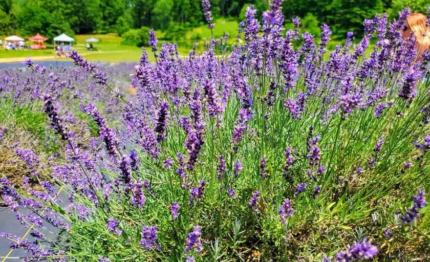 Photo of Lavender  at Soleado Lavender Farm Dickerson, Maryland