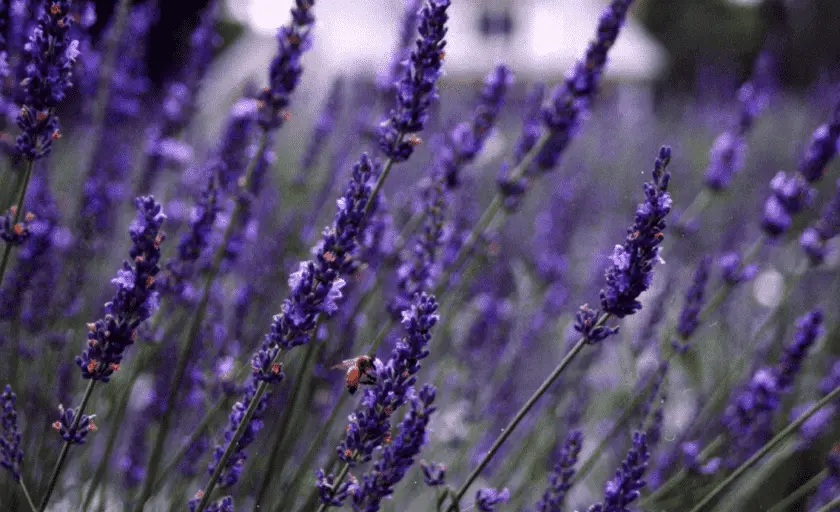 Photo of Lavender  at Sunshine Lavender Farm Hurdle Mills, North carolina