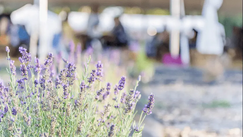 Photo of Lavender  at Under the Stars Lavender Farm Gloucester, Virginia