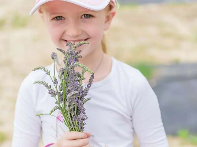 Photo of Lavender at Under the Stars Lavender Farm Gloucester, Virginia - 3