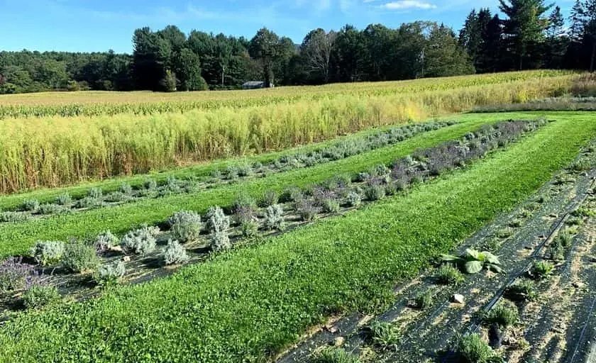 Photo of Lavender  at Vine Gate Lavender Floral Farm Hillsdale, New york