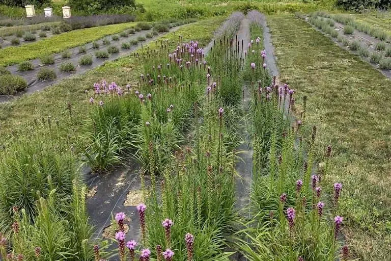 Photo of Lavender  at Vine Gate Lavender Floral Farm Hillsdale, New york - 2
