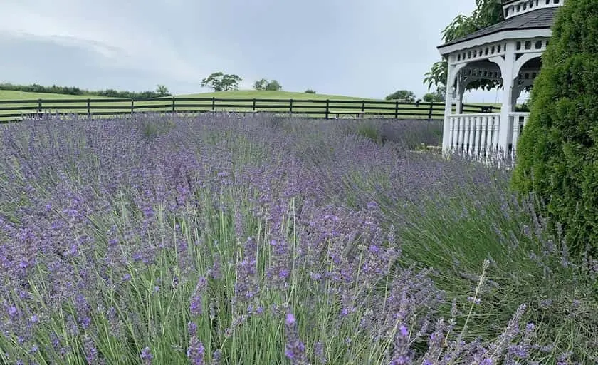 Photo of Lavender  at White Oak Lavender Farm & The Purple WOLF Vineyard Harrisonburg, Virginia - 2