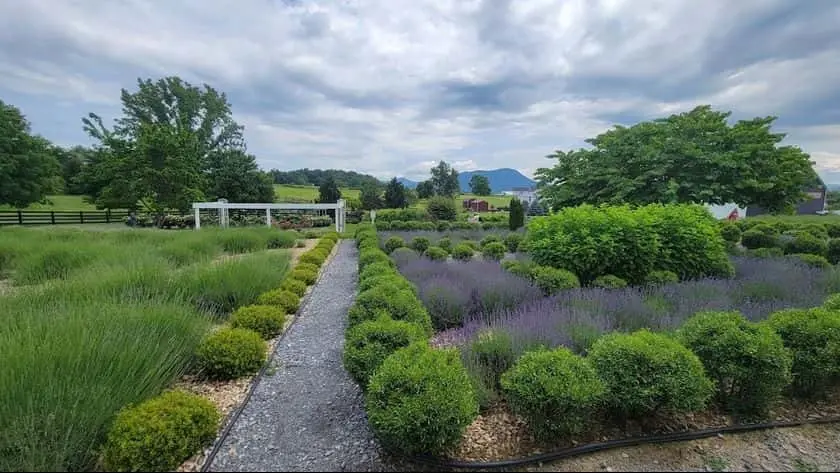 Photo of Lavender  at White Oak Lavender Farm & The Purple WOLF Vineyard Harrisonburg, Virginia - 3