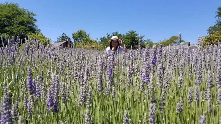 Photo of  Lavender Bee Farm Petaluma, California - 2