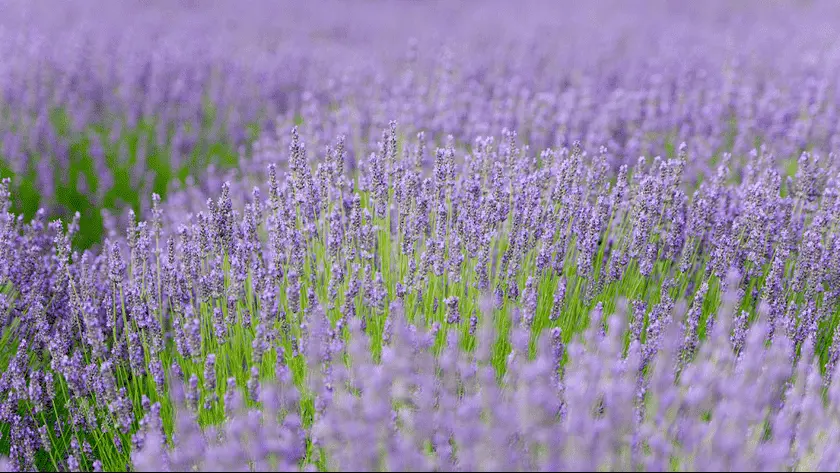 Photo of Lavender Farm at Lavender by the Bay Calverton Calverton, New york