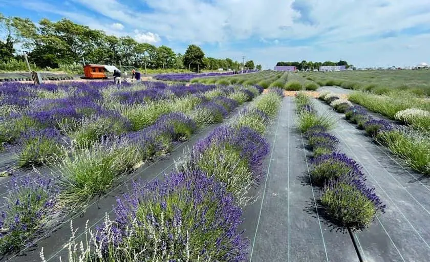 Photo of Lavender Farm at Lavender by the Bay Calverton Calverton, New york - 2