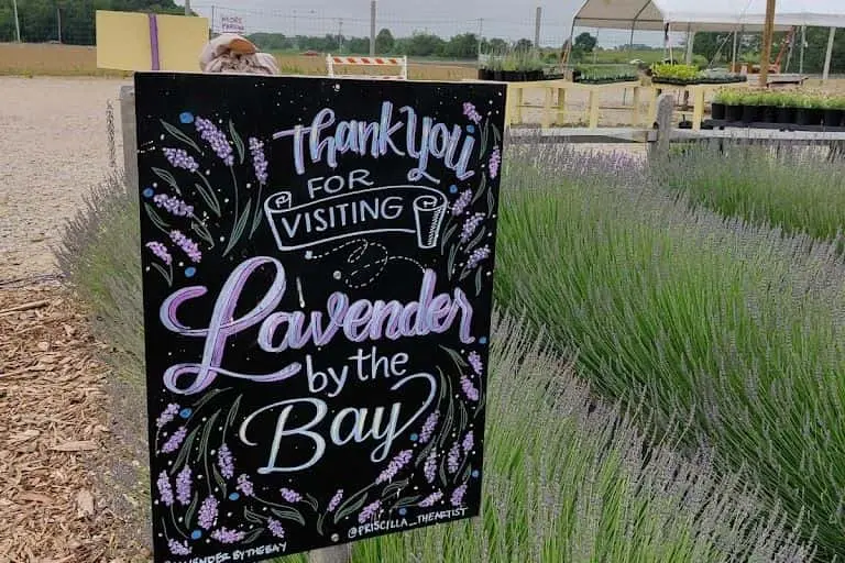 Photo of Lavender Farm at Lavender by the Bay Calverton Calverton, New york - 3