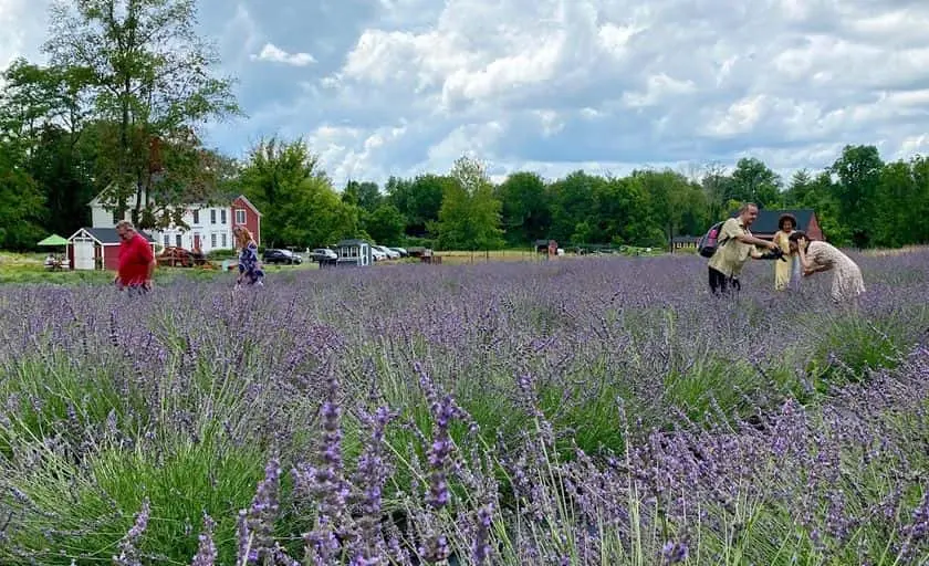 Photo of Lavender Farm at Princeton Lavender Princeton, New jersey