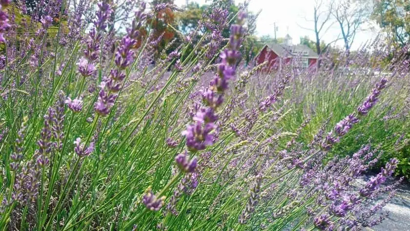 Photo of Lavender Farm at Princeton Lavender Princeton, New jersey - 2
