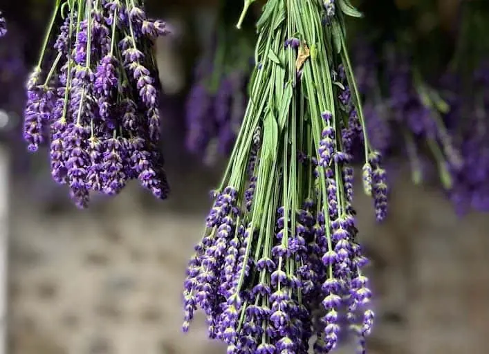 Photo of  Lavender Fields Farm Berrien Springs, Michigan