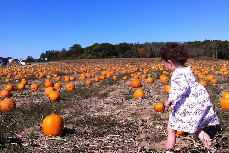 Photo of  Lewin Farms Calverton, New york - 2