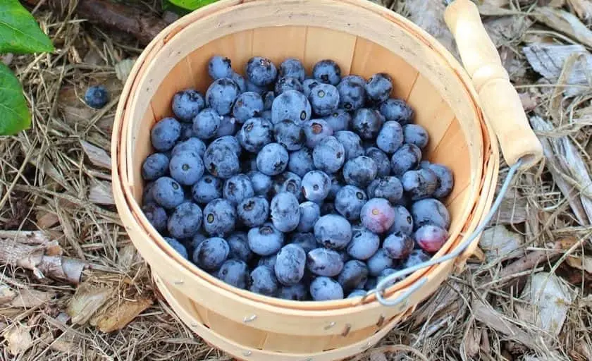 Photo of  Little Hill Berry Farm Northfield, Minnesota