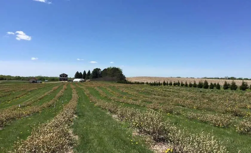 representative photo for Strawberry Picking Farms in Northfield, Minnesota