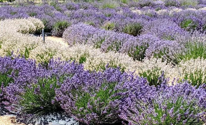 representative photo for Local Honey Farms in Santa Rosa, California