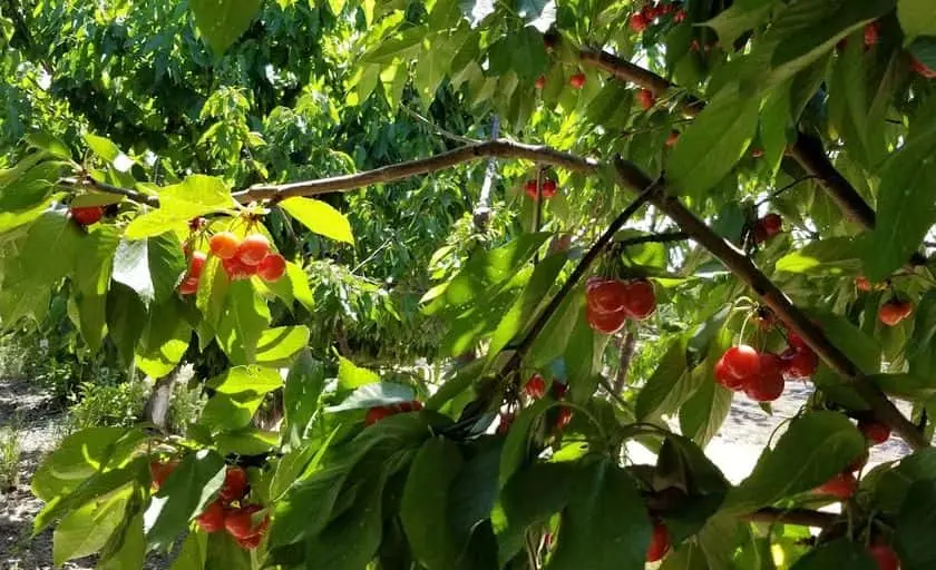 representative photo for Local Honey Farms in Brentwood, California